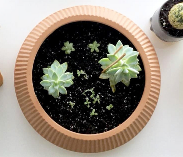 Umbra Shift Pleated Dish Earthenware