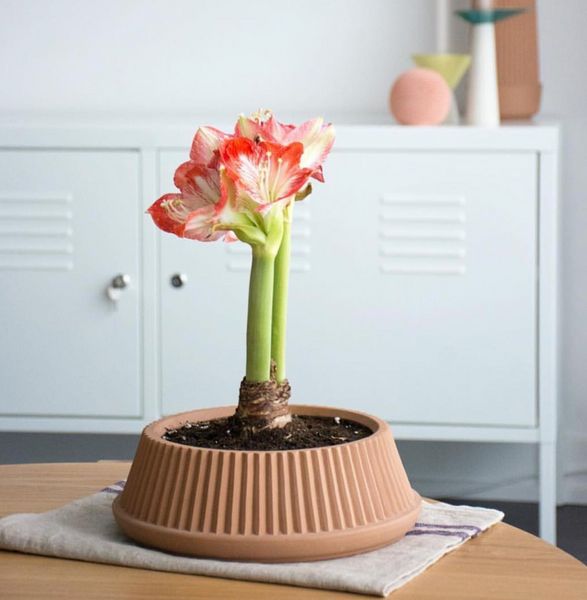 Umbra Shift Pleated Dish Earthenware